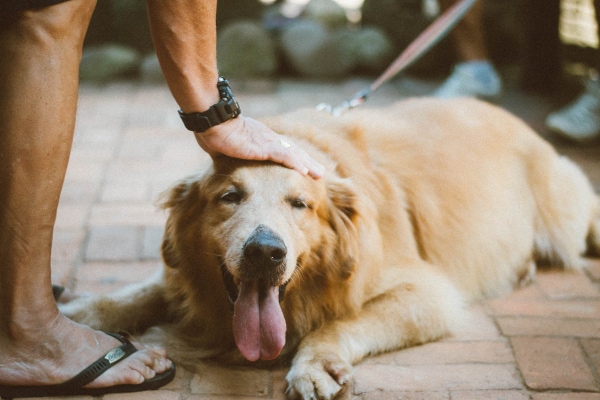 Older Golden Retriever being pet by owner