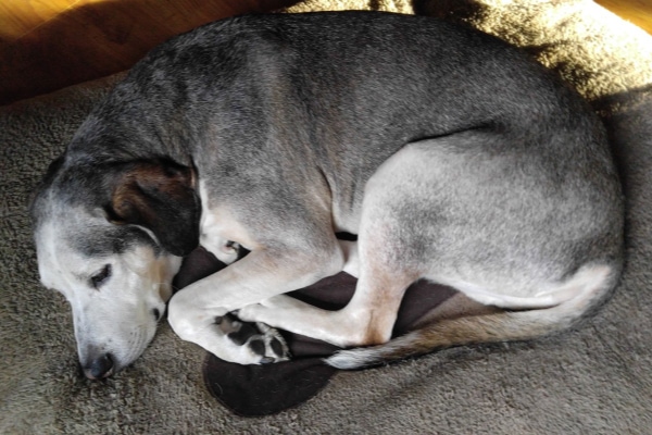 Senior dog sleeping on a dog bed