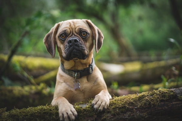Puggle dog out in the forest