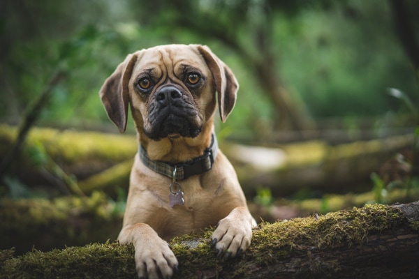 https://toegrips.com/wp-content/uploads/urine-puggle-us.jpg