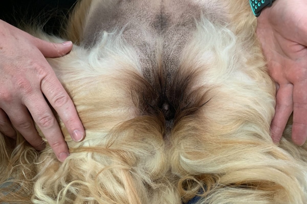 Photo of the inguinal area of a dog showcasing the dark stained hair around the vulva due to chronic licking due to urine leaking