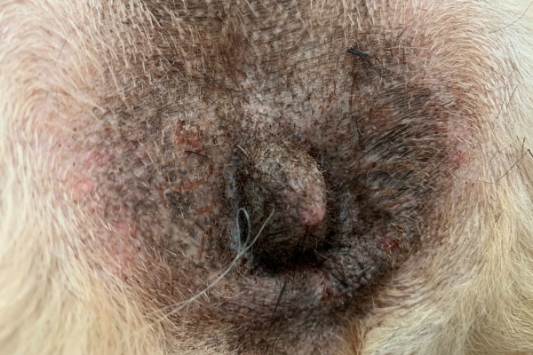 Close up of a dogs' peri vulvar skin after it has been shaved to show the ulcerations and what urine scald in dogs looks like