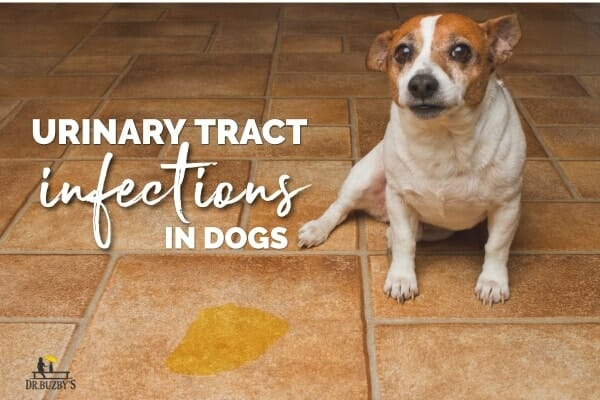 Why is My Female Dog Bleeding from Her Private Area? Discover the Answers Here!