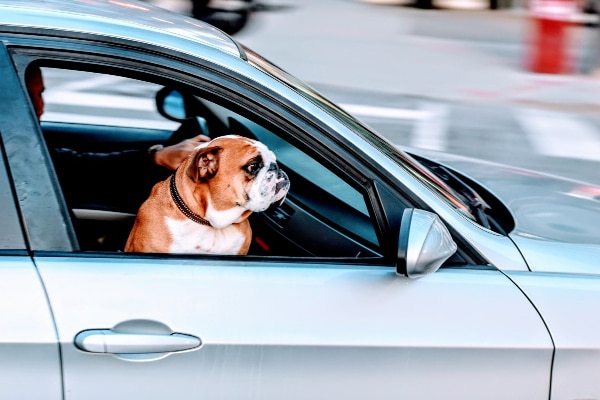 Bulldog with his head out the window which can lead to injury to the eye from flying particles and cause uveitis