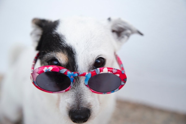 Terrier wearing red rimmed sunglasses to help prevent eye injuries that could lead to uveitis.