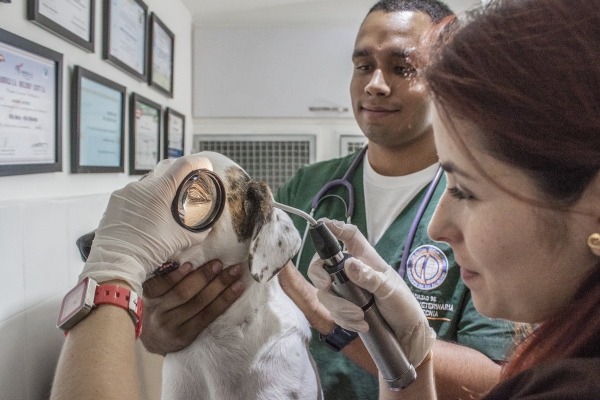 Veterinarian using an ophthalmoscope to diagnose uveitis in her canine patient