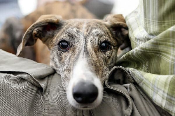 Whippet laying his head in owners lap, photo