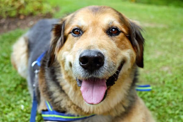 Shepherd mix on a leash in a grassy park, photo