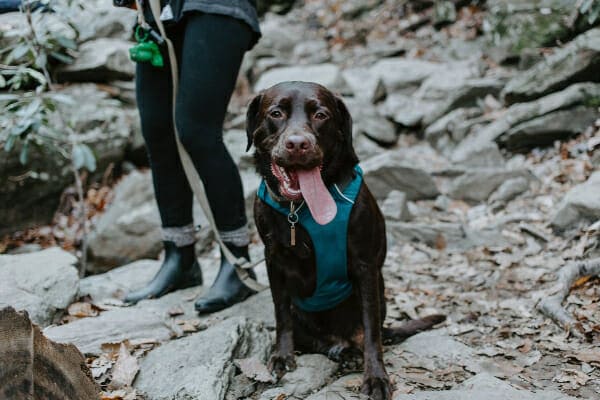 Chocolate lab on a hike with his owner, photo