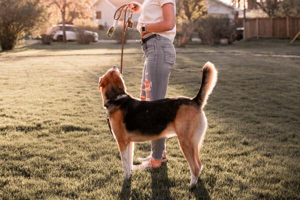 Shepherd mix on leash in a dog park with owner, photo
