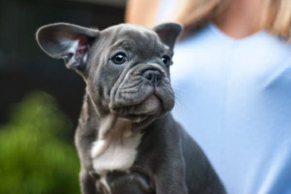 French Bulldog puppy sitting in owners lap, photo