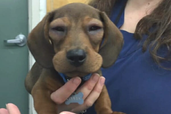 Dachshund puppy having severe facial swelling post vaccine, photo