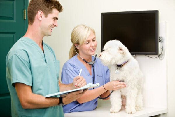 Poodle mix on the exam table at a vet clinic, photo