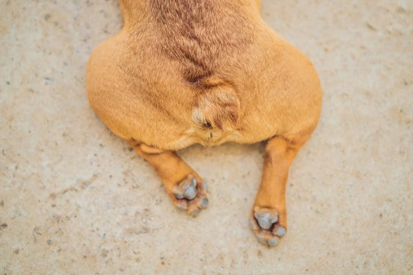 Back end of a dog laying in the sand