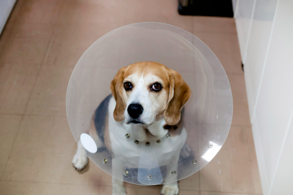 Dog wearing a cone due to vaginitis