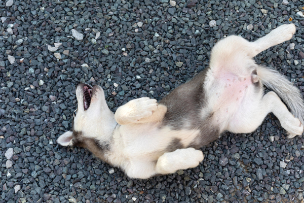 Puppy rolling on her back in the gravel