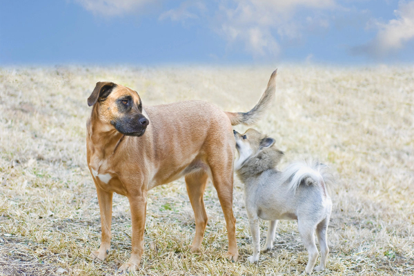 Dog sniffing the back end of a female dog due to vaginitis