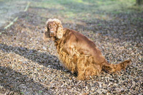 Female dog squatting to urinate outside due to vaginitis