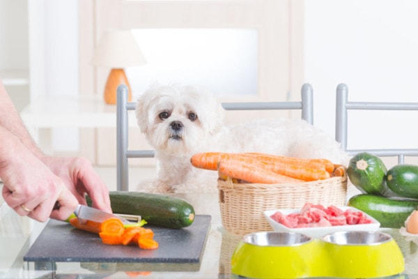 Little white dog sitting at the table while owner cuts up vegetables