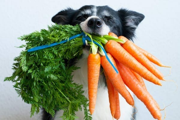 Dog holding vegetables in his mouth.