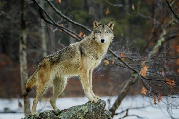 Wolf in a winter forest, photo