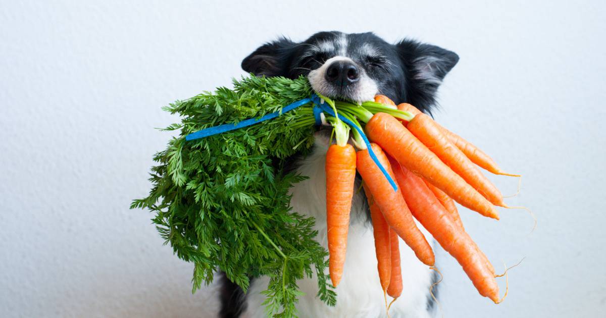 U of I Study Gives a Thumbs Up to Carefully Formulated Vegan Diets for Dogs