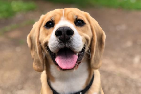 Happy beagle dog waiting for a vegetable treat.