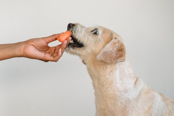 Owner giving her dog a carrot, one of the vegetables dogs can eat.