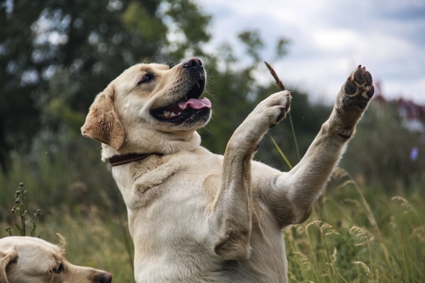 Yellow Labrador dog standing on his hind legs waiting for a vegetable treat.