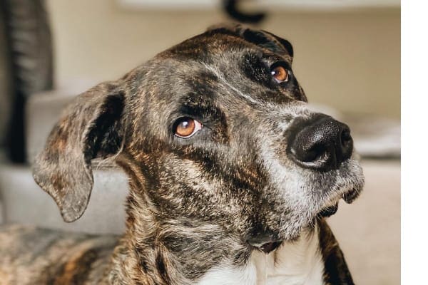 Brindle dog with a head tilt, photo