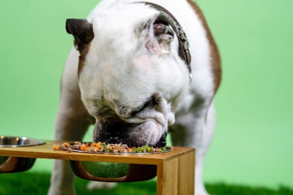 Bulldog eating from a raised food dish, photo