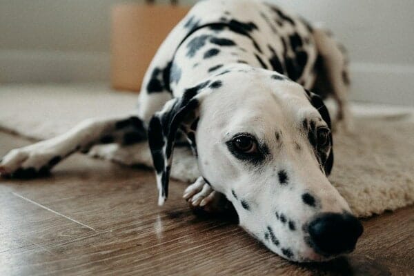 Dalmatian laying down on rug, photo