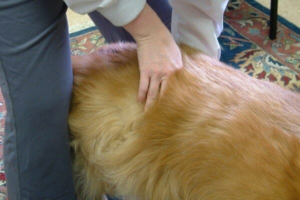 Dog with spondylosis deformans being checked by a veterinarian