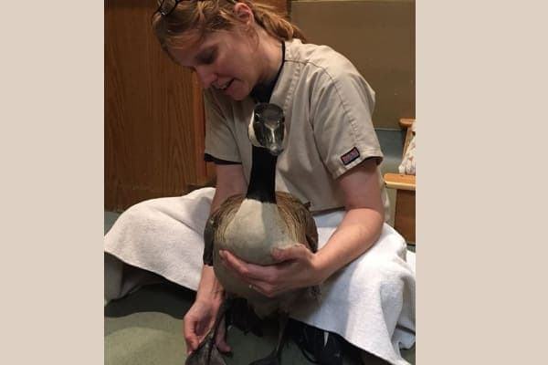 Vet tech examining animal, photo