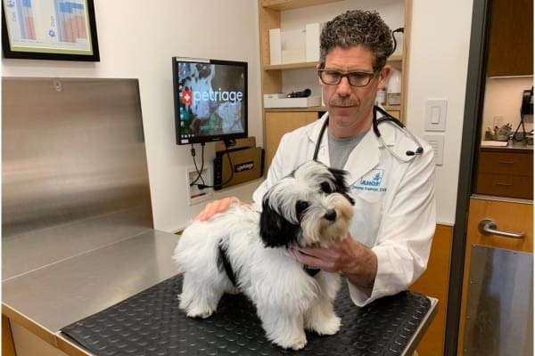Dr Freiman, a veterinarian, examining a small dog. photo