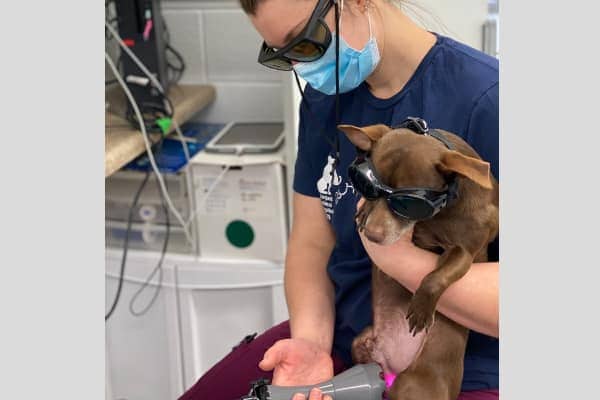 Veterinary technician performing laser therapy on a chihuahua, photo