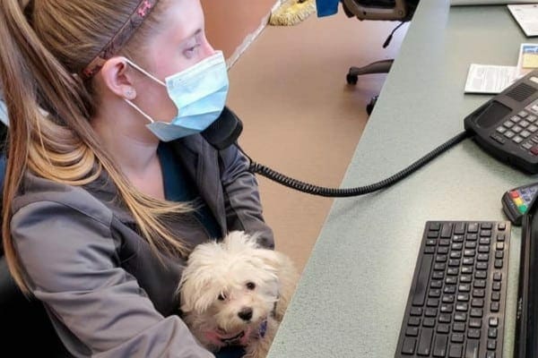 vet tech on the phone with a client for vet telemedicine consult. photo.