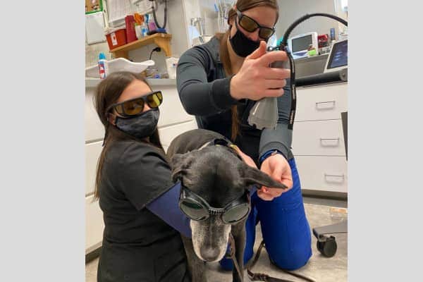 Two veterinary technicians performing laser therapy on an old dog, photo