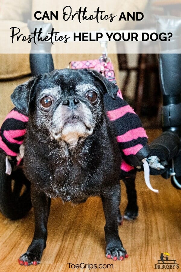 Pug with dog wheelchair and title Can veterinary orthotics and prosthetics help your dog