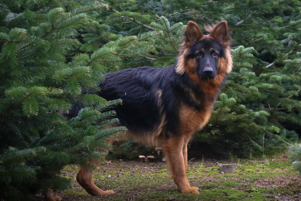Alert dog standing among trees