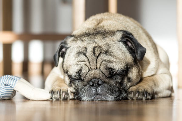 Pug dog sleeping on the floor with a toy.