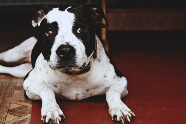 Black and white Pit Bull mix lying on the carpet.