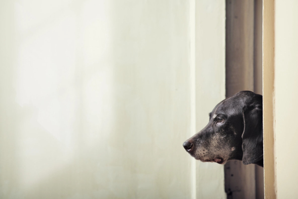 Hound dog staring off at the wall