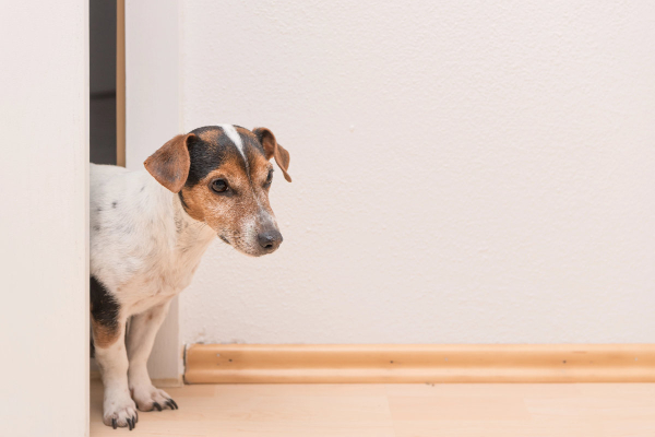 Jack Russell Terrier standing and staring at nothing