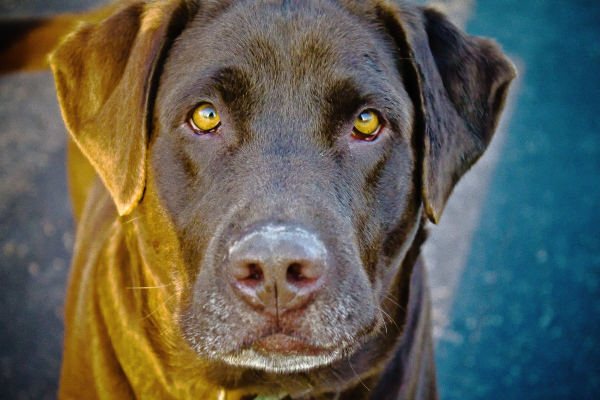 Close up face of a Labrador Retriever dog staring