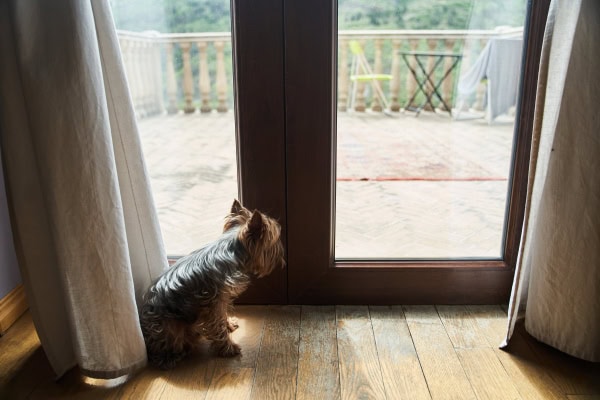 Yorkie dog staring at the wall