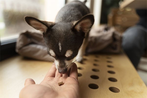 Chihuahua with weakness in his hind legs getting pain medication from his owner