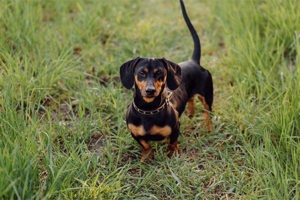 Dachshund, a breed prone to weak legs from IVDD, standing in green grass