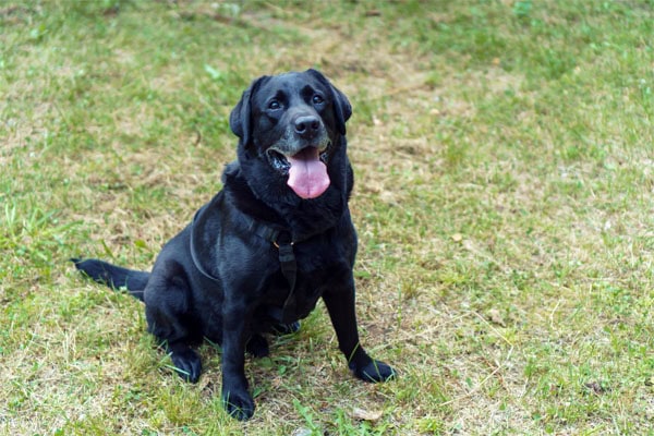 Black Labrador Retriever with weak legs from hip dysplasia sitting in the grass