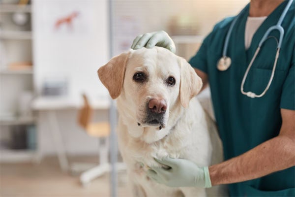 Yellow Lab being evaluated for hind leg weakness by a vet